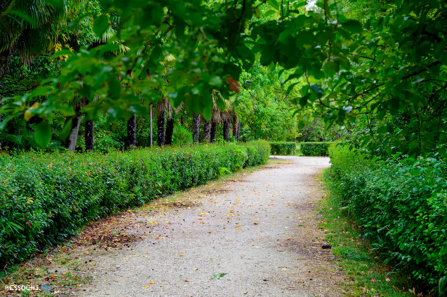 Приморский парк Гагра