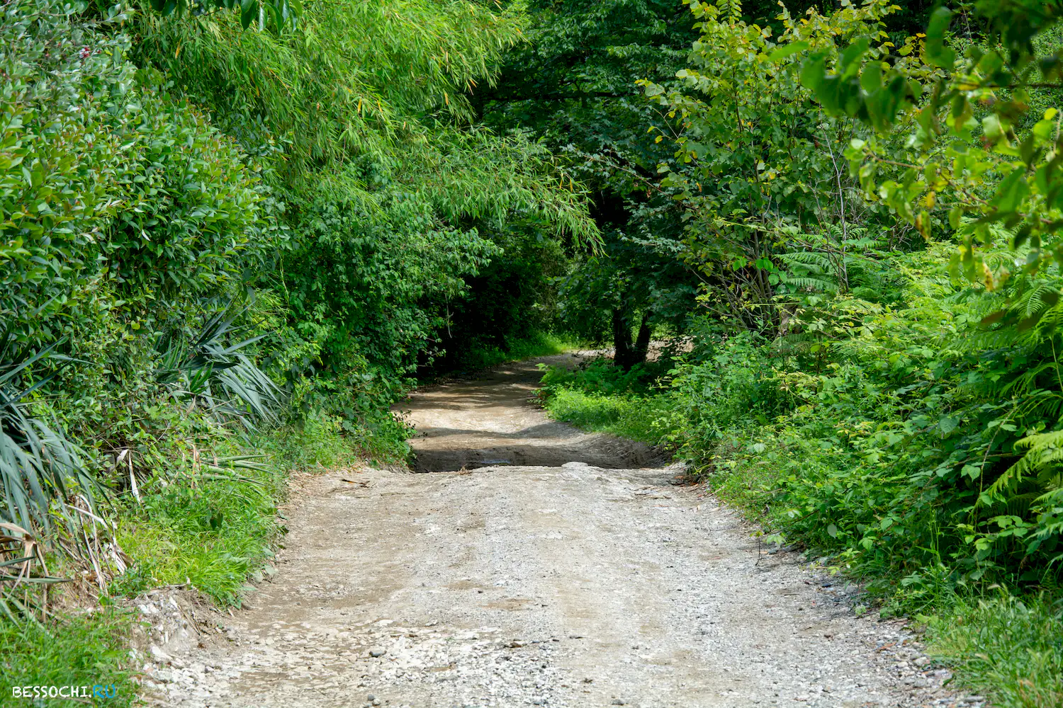 Грушевый сад