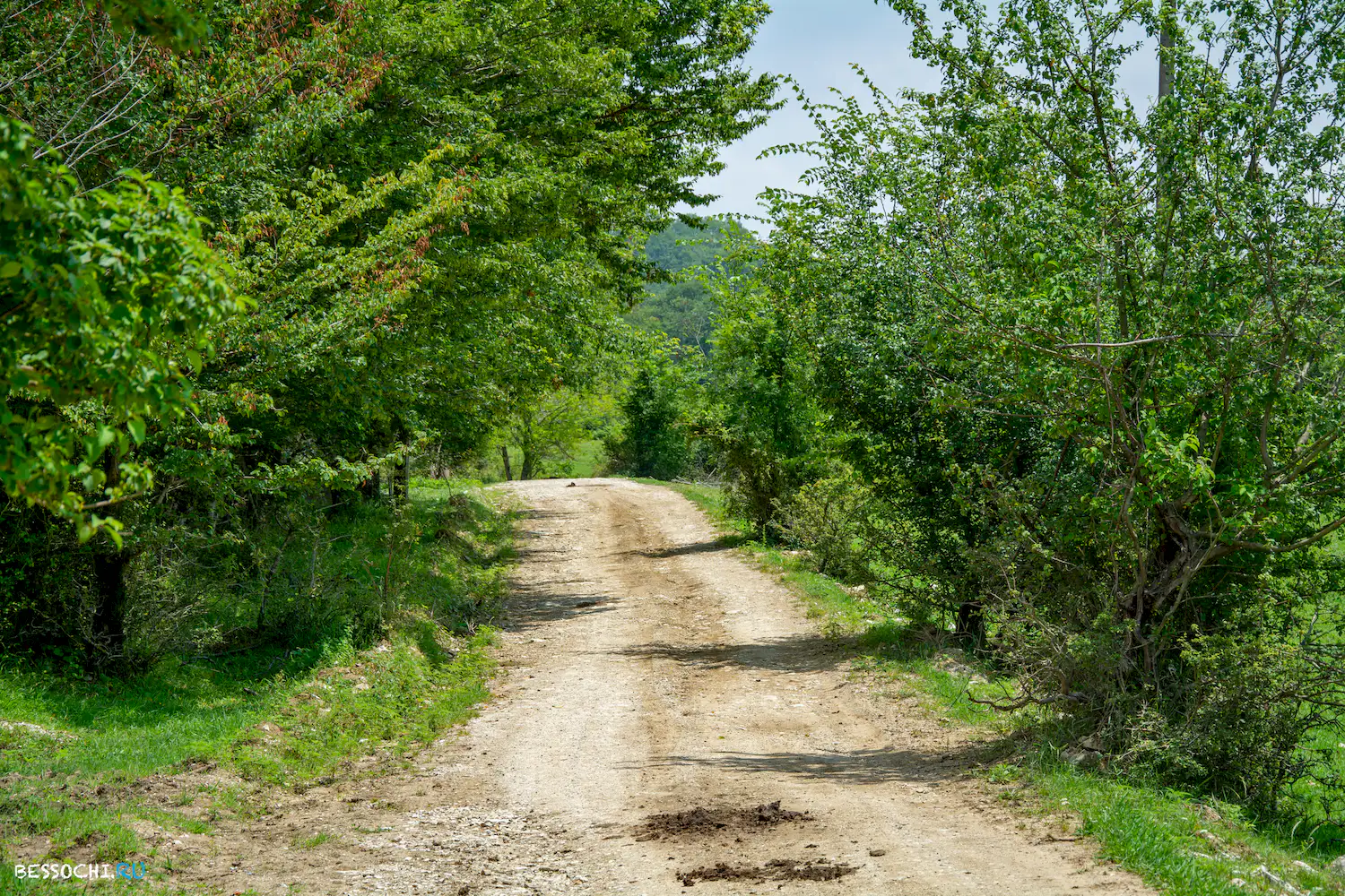 Грушевый сад