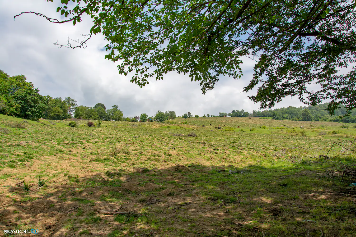 Вардане-Верино