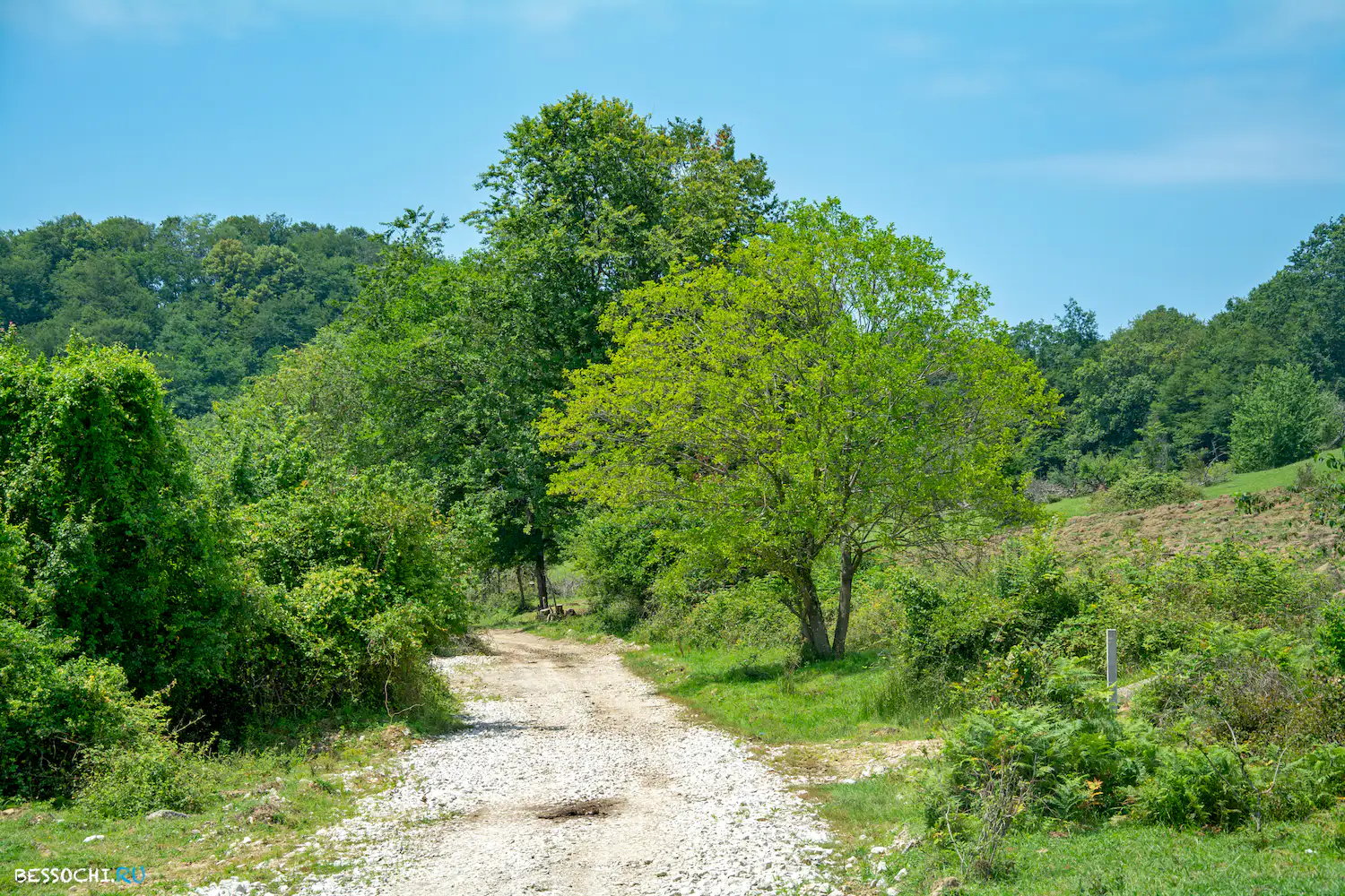 Вардане-Верино