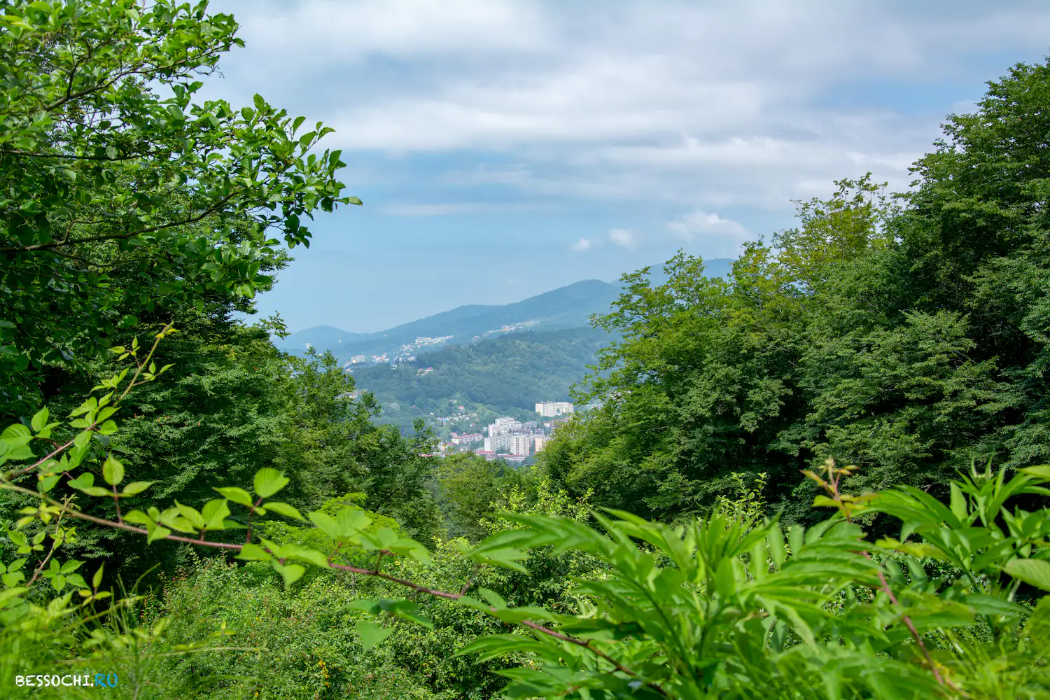 Грушевый сад