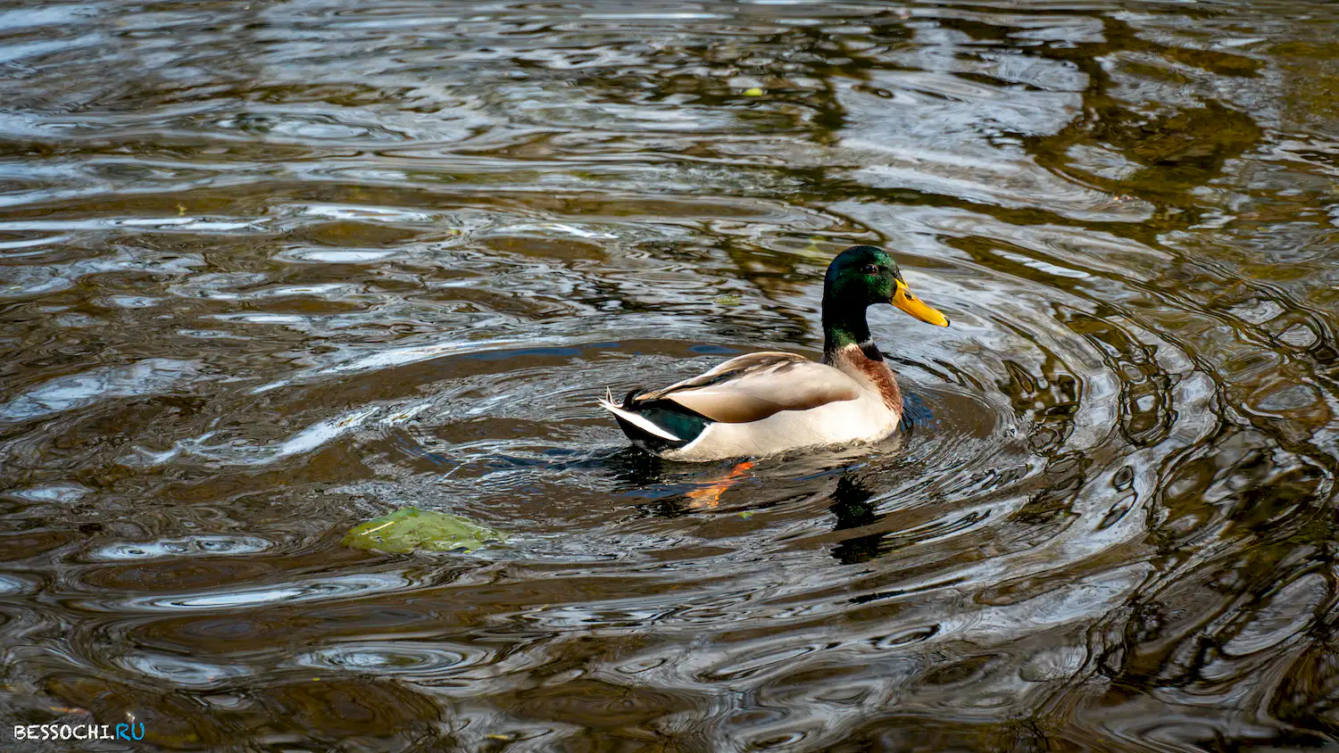 Имеретинский курорт