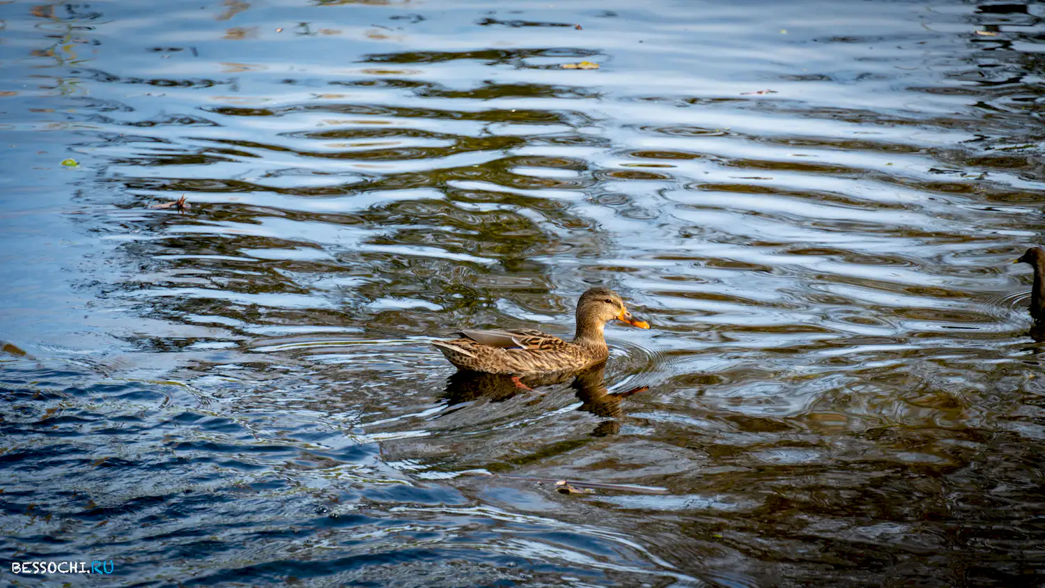 Имеретинский курорт