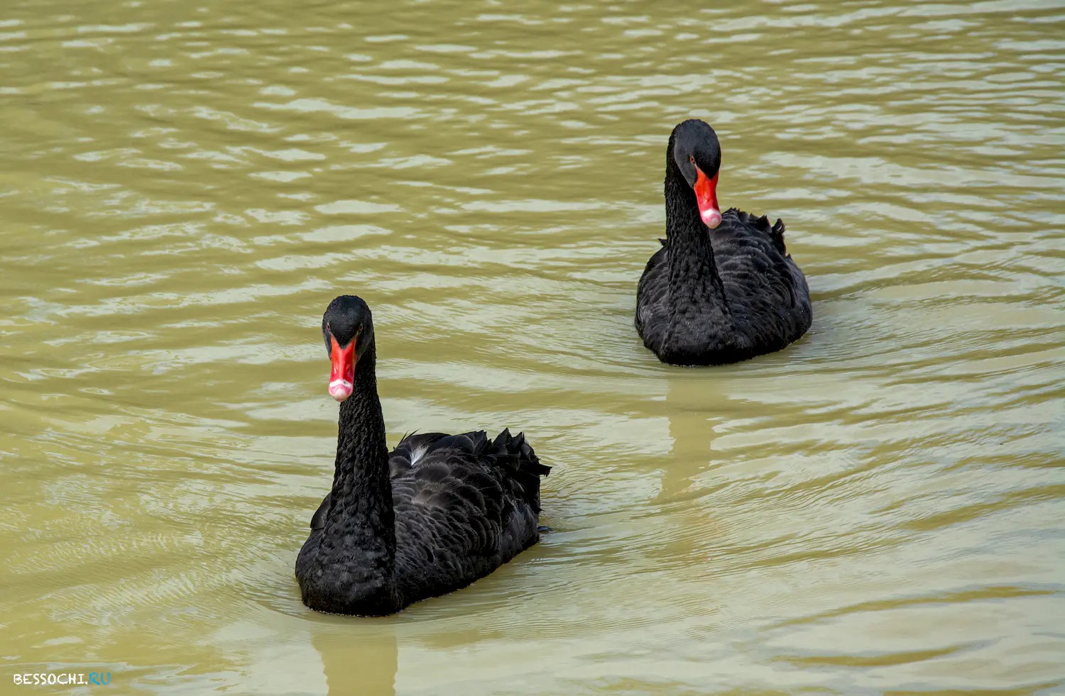 Ачигварское озеро