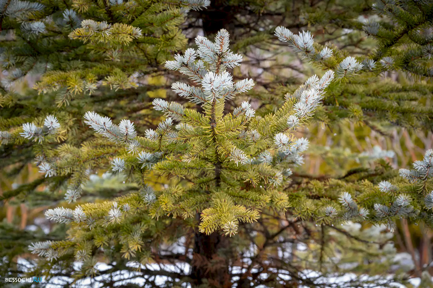 Альпика - сервис