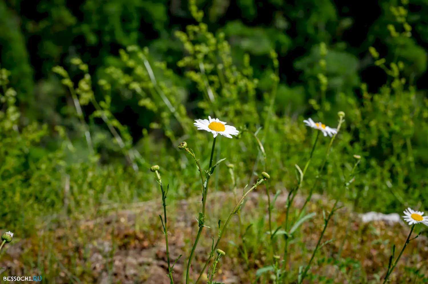 Белые скалы