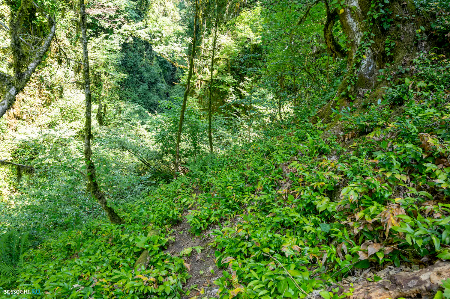 Царские ворота