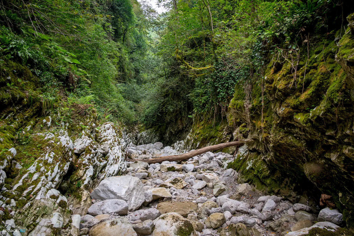 Царские ворота