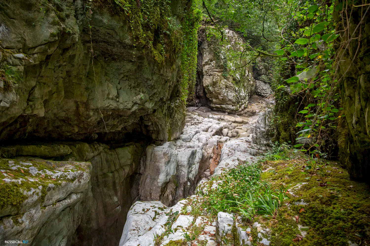 Царские ворота