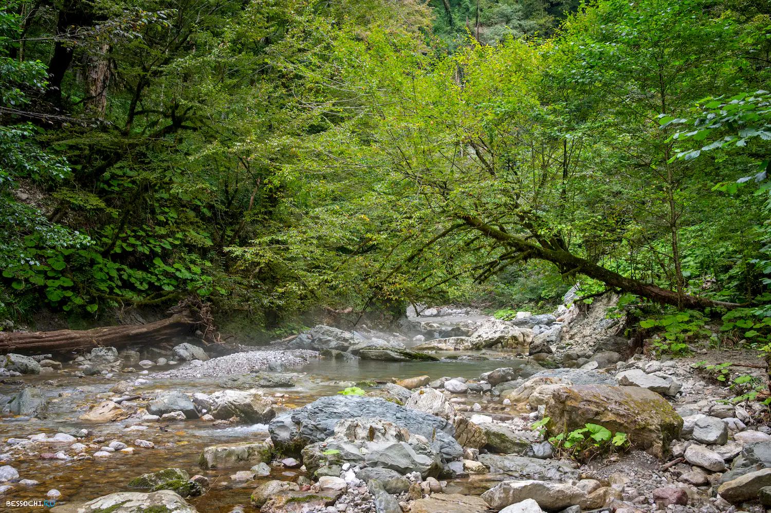 Царские ворота