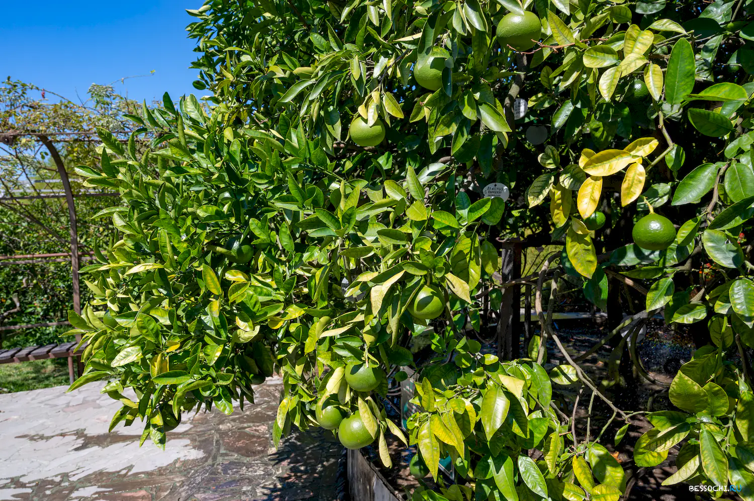 Дерево дружбы