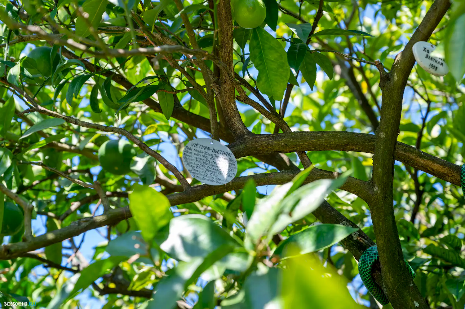 Дерево дружбы