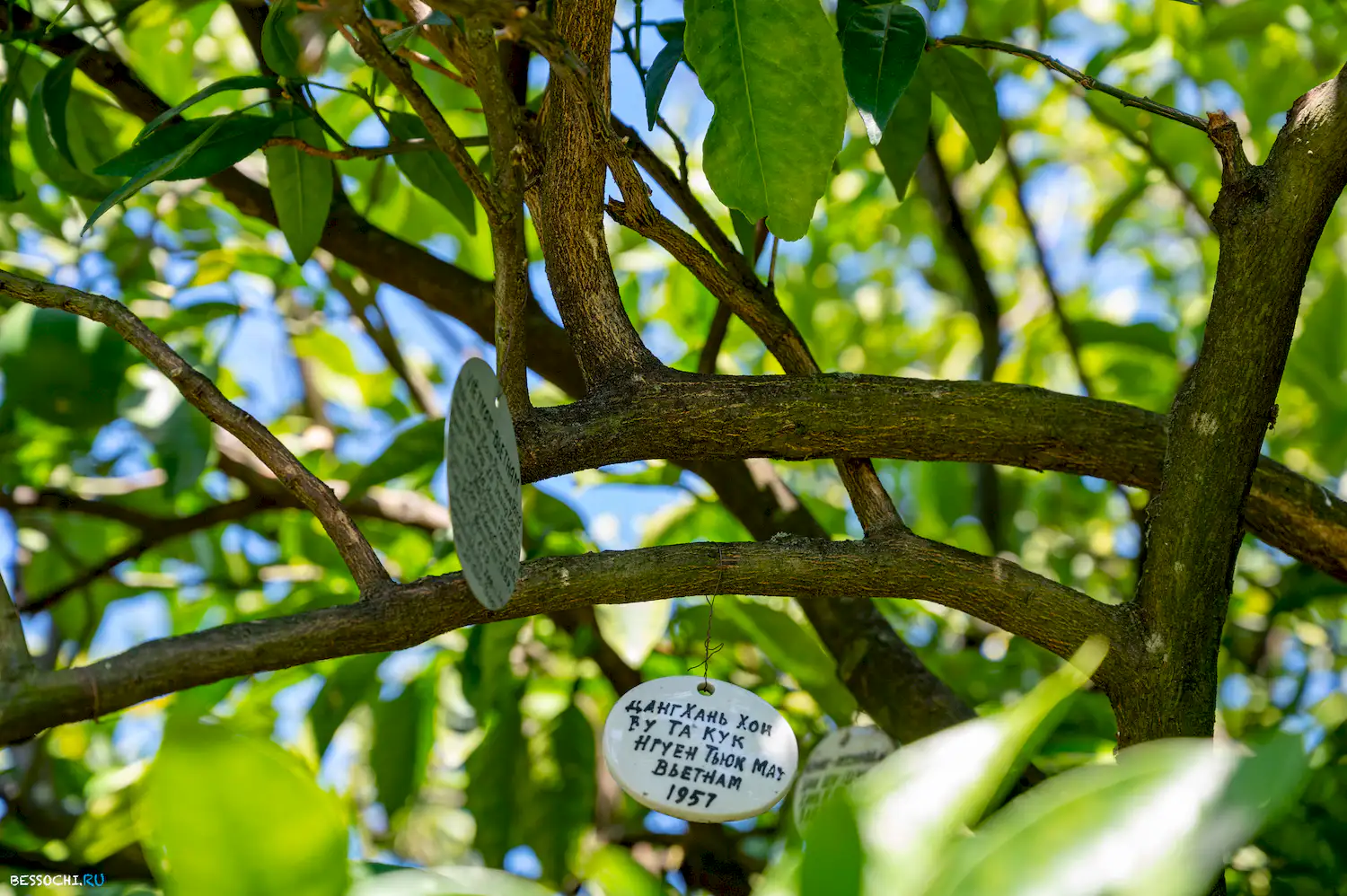 Дерево дружбы