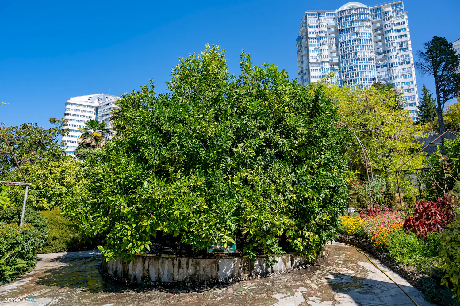 Дерево дружбы