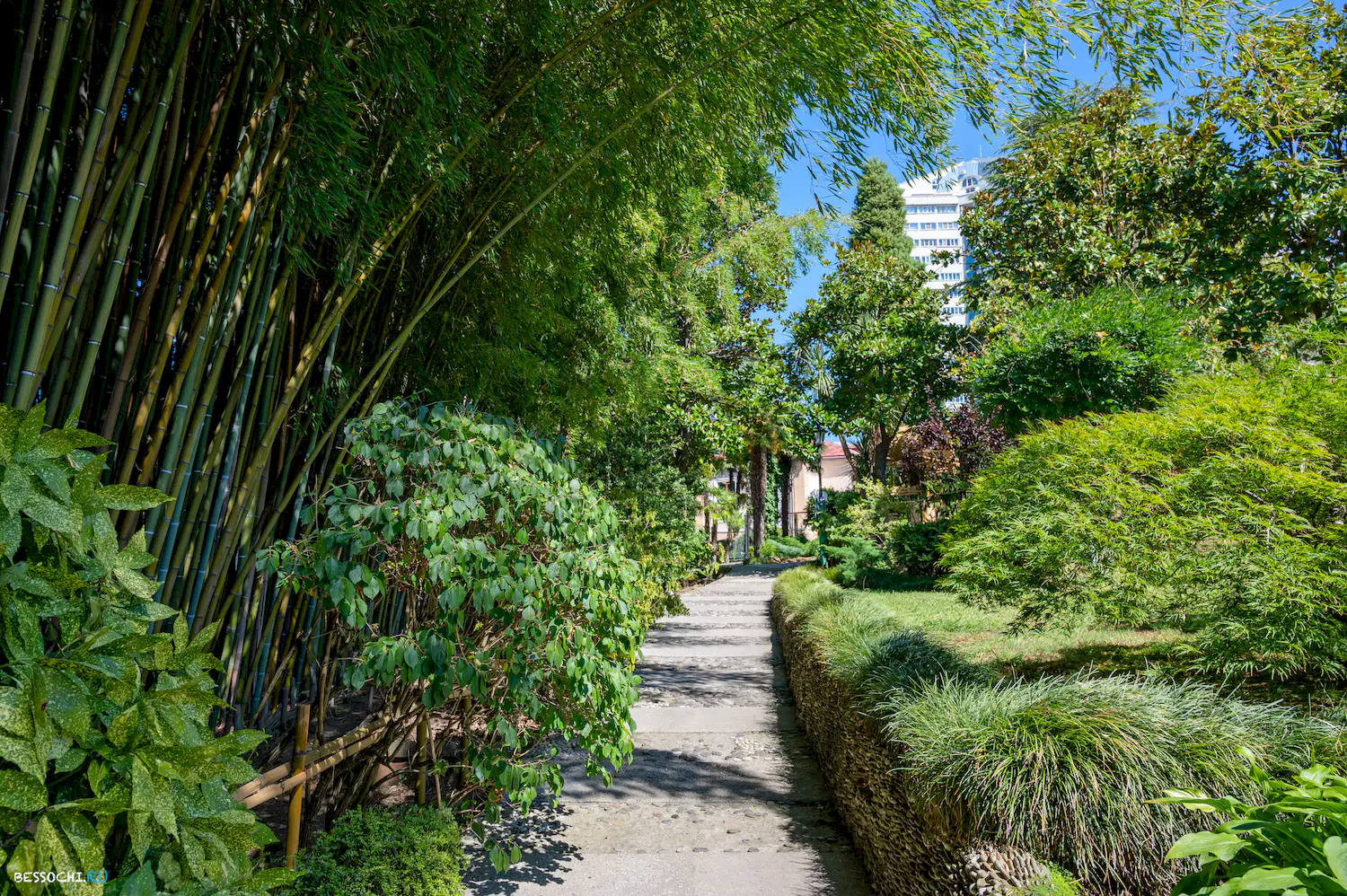 Дерево дружбы