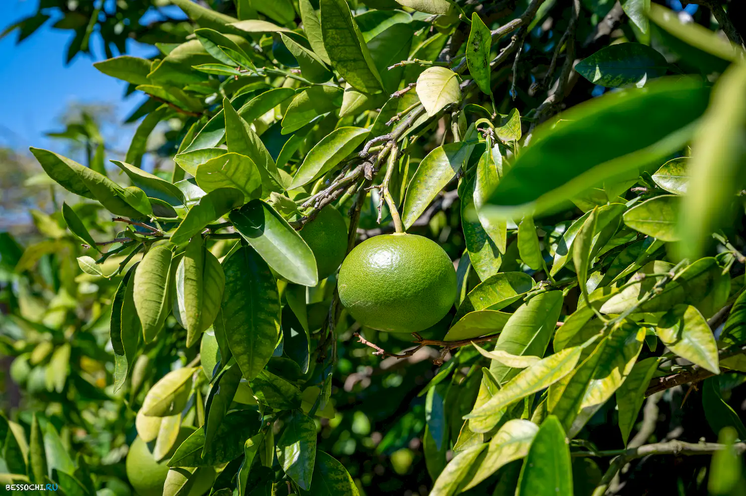 Дерево дружбы