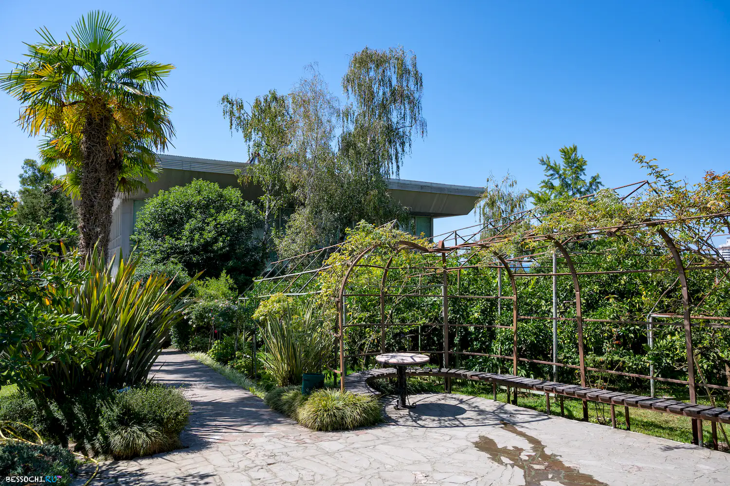 Дерево дружбы