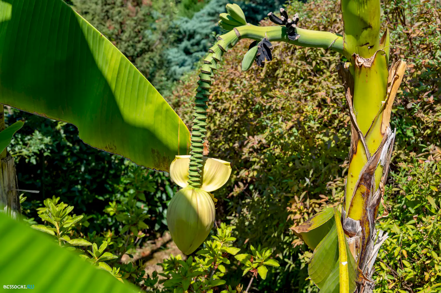 Дерево дружбы