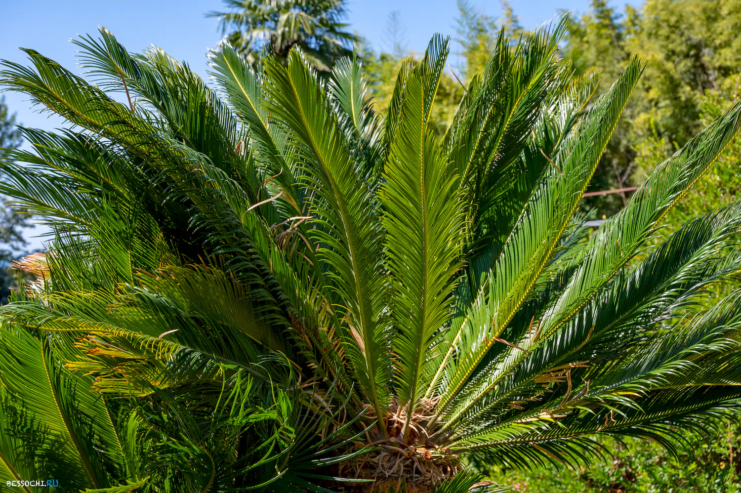 Дерево дружбы