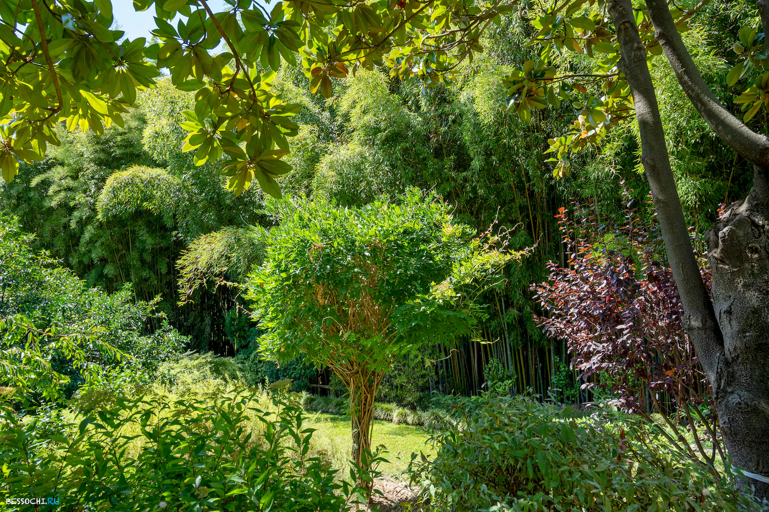 Дерево дружбы