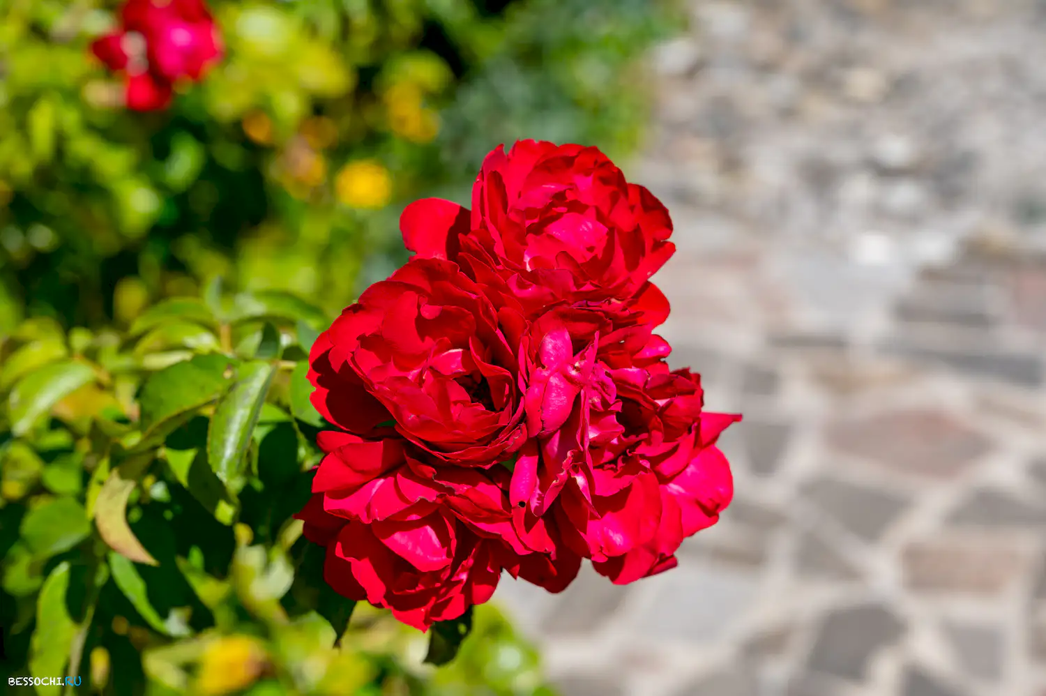 Дерево дружбы