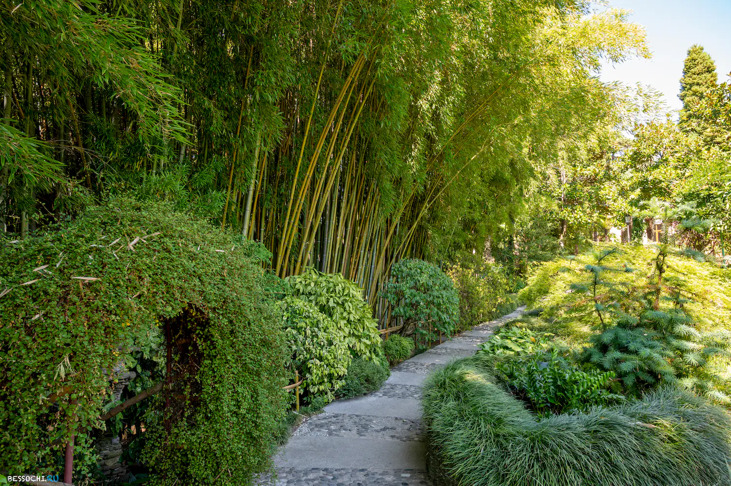 Дерево дружбы