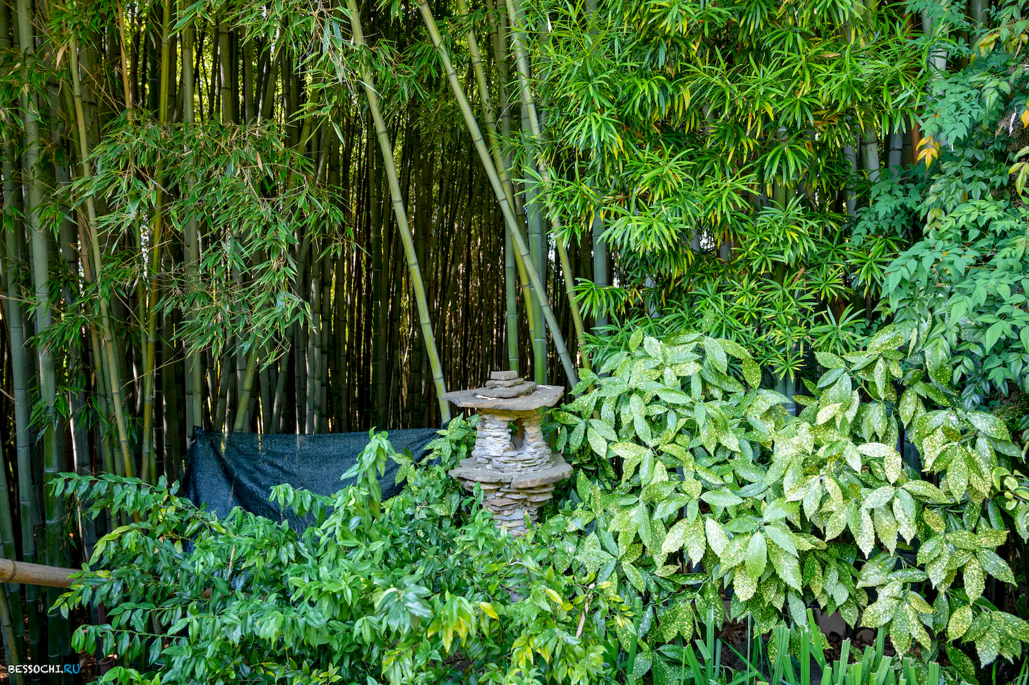 Дерево дружбы