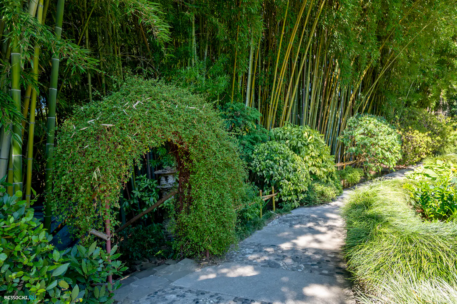 Дерево дружбы