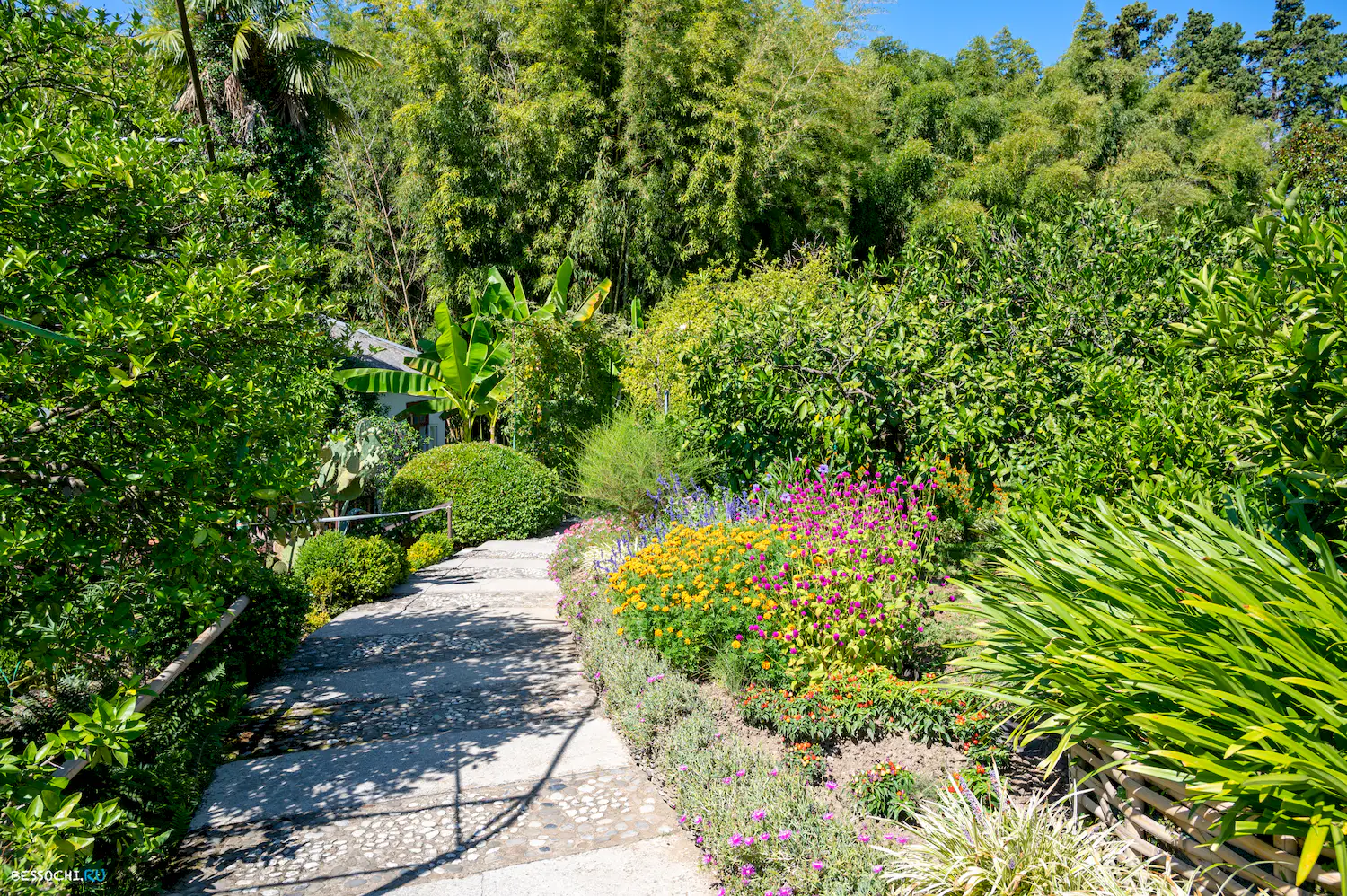 Дерево дружбы