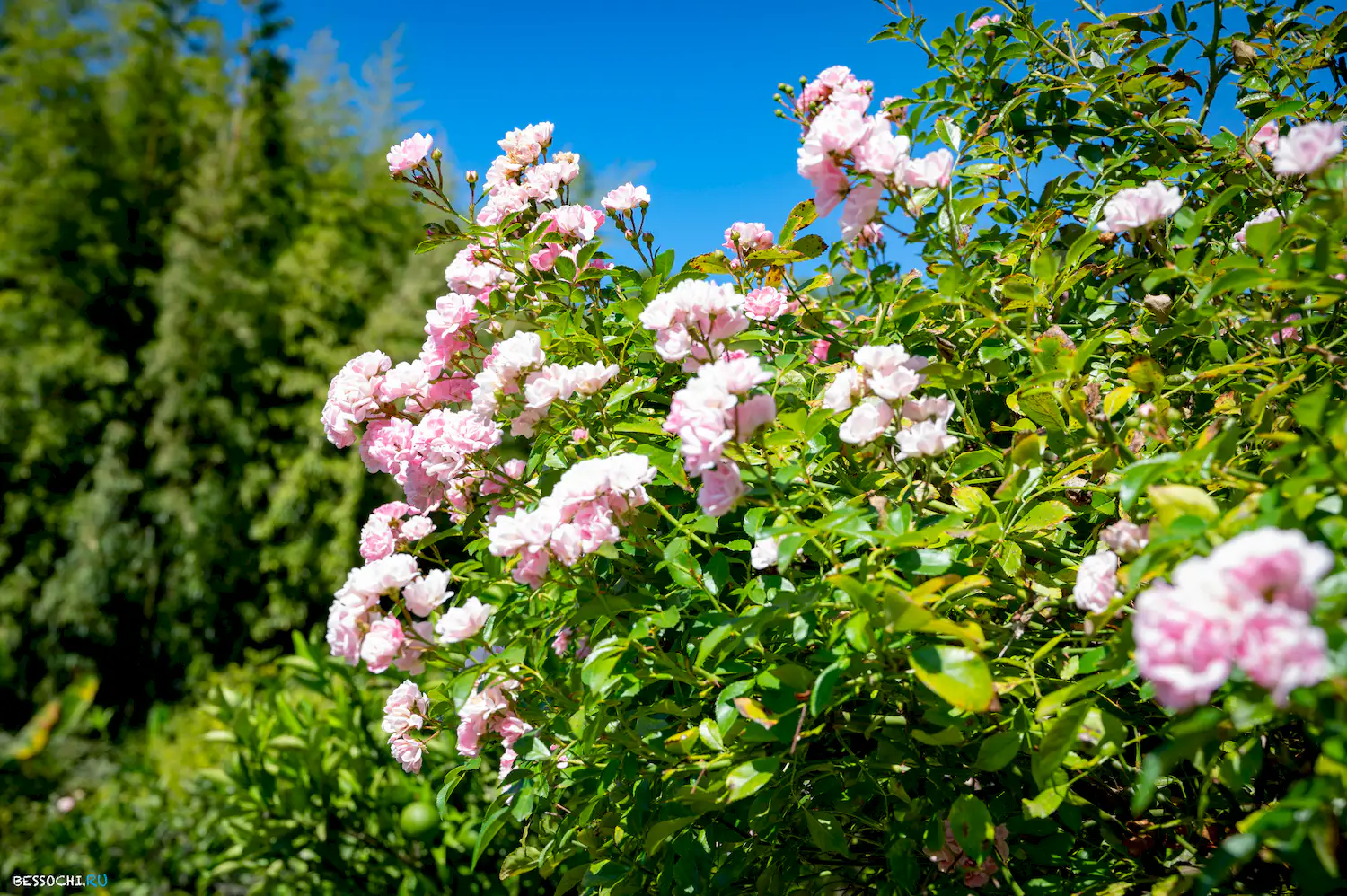 Дерево дружбы