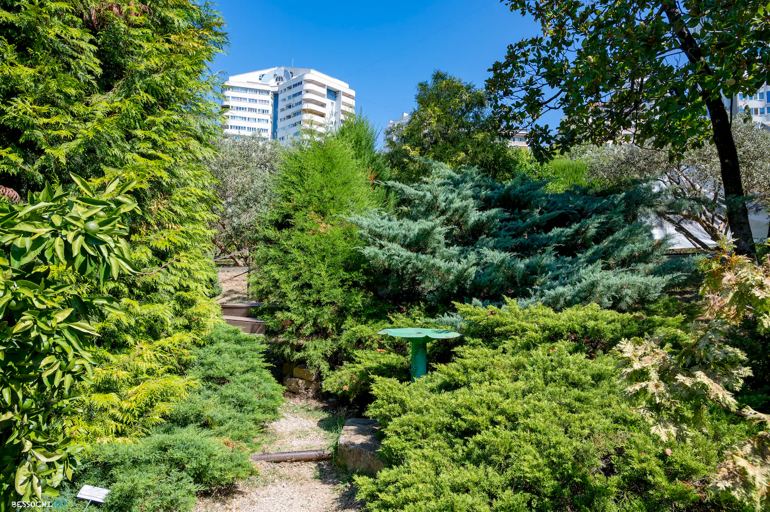 Дерево дружбы