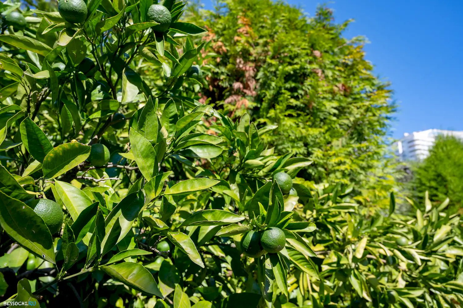 Дерево дружбы