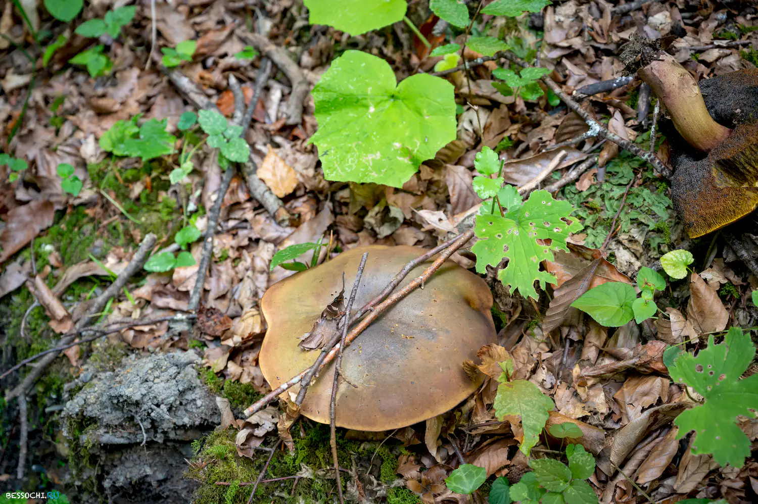 река Кудепста