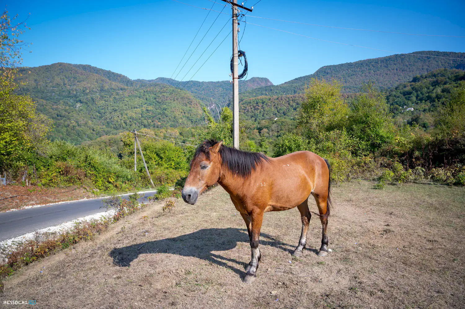 Воронцовка