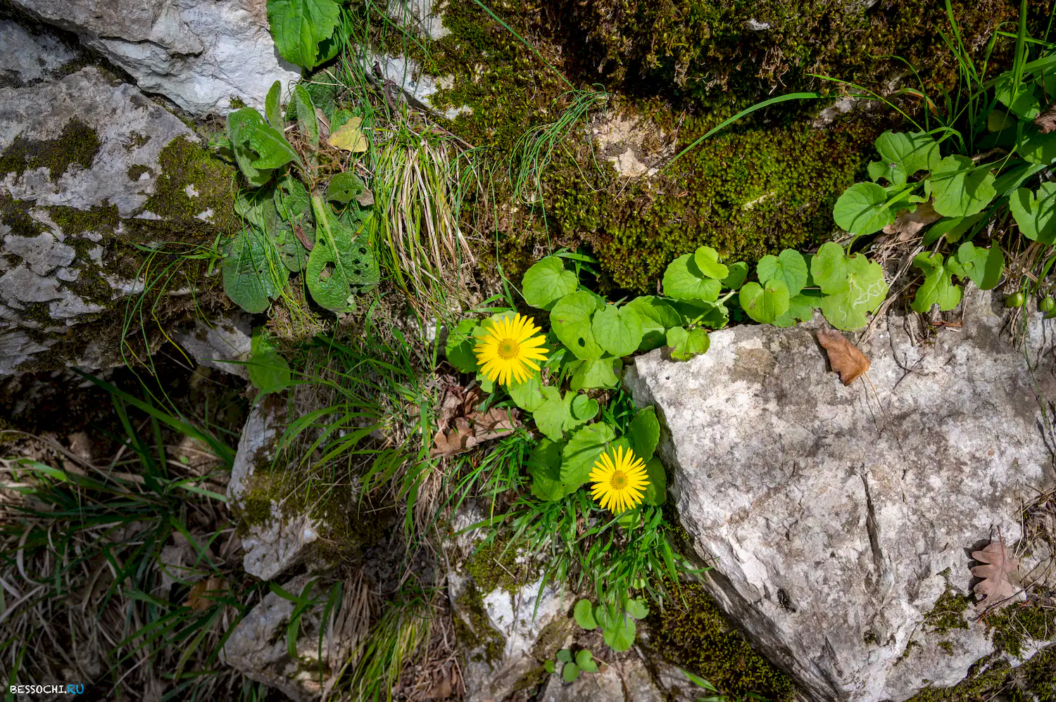 Агурское ущелье