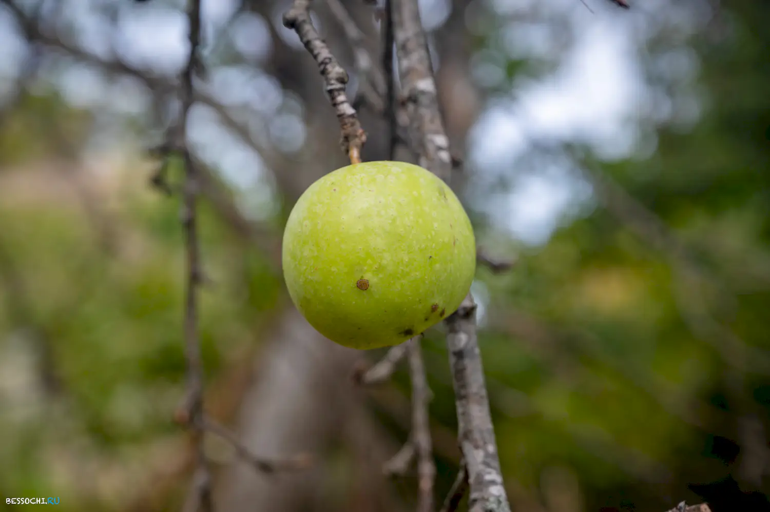 яркие краски осени