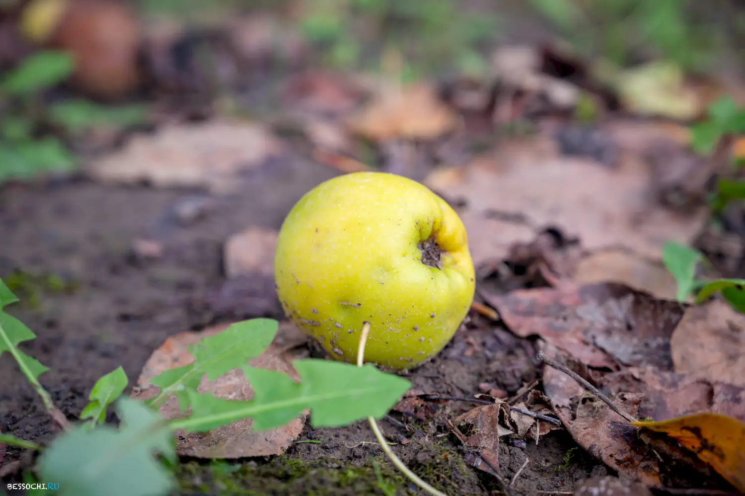 яркие краски осени
