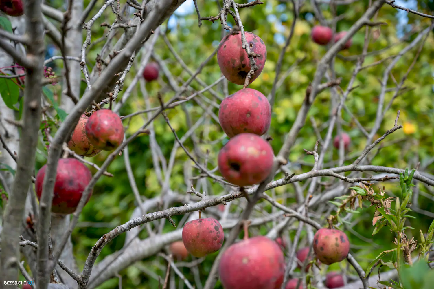 яркие краски осени