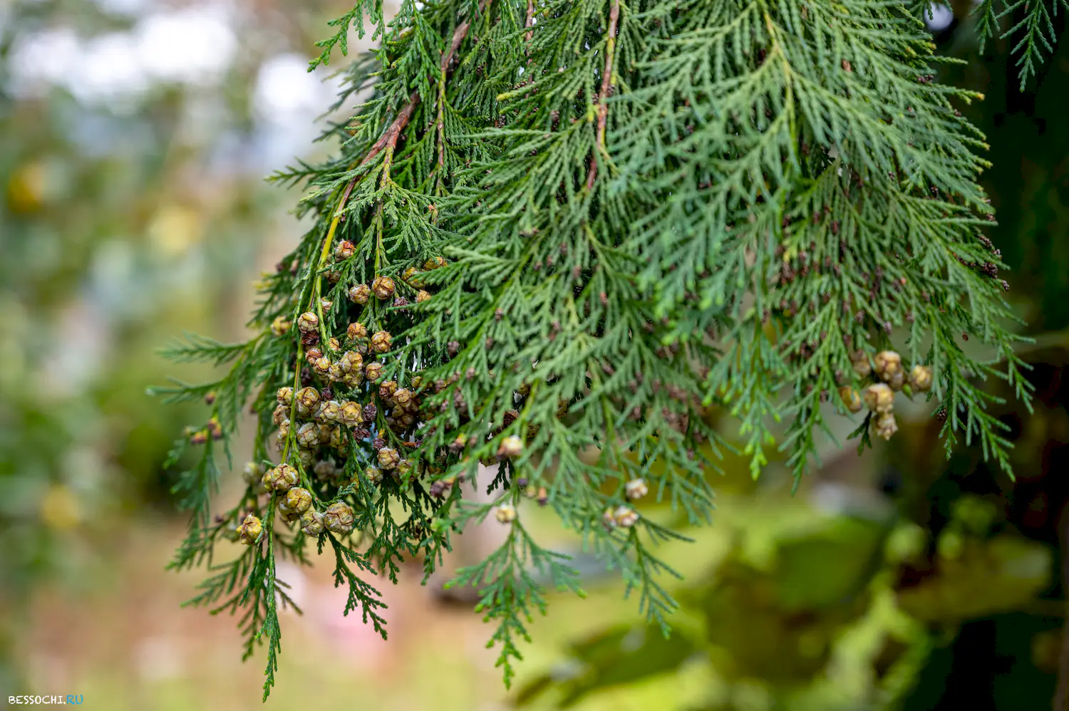 яркие краски осени