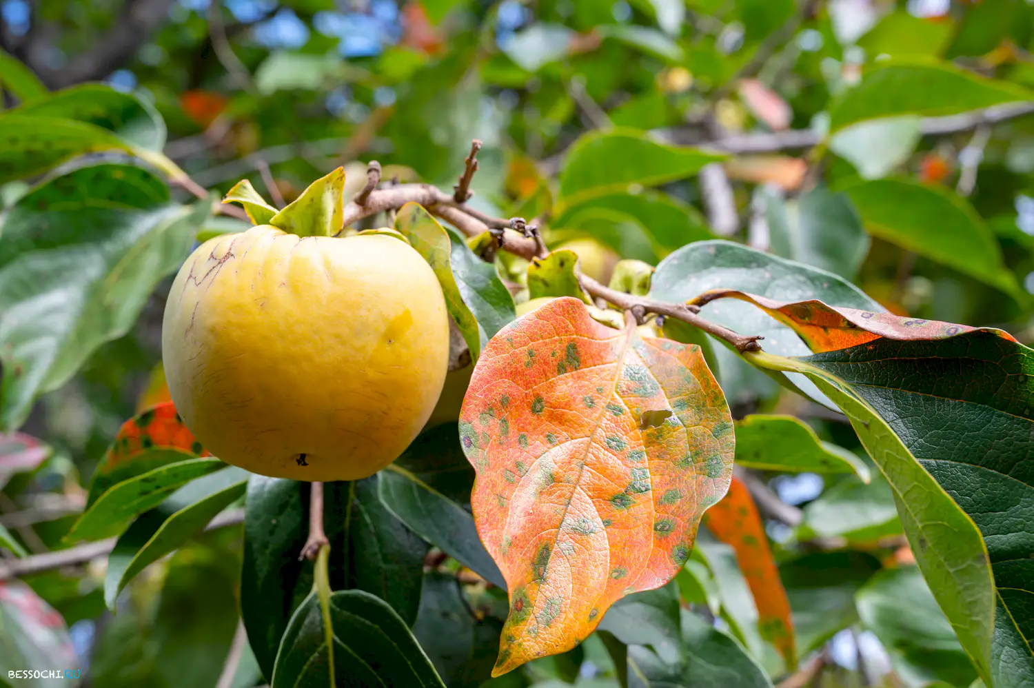 яркие краски осени