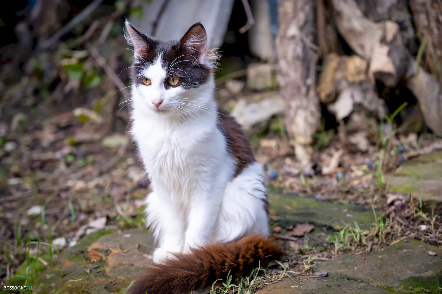 яркие краски осени