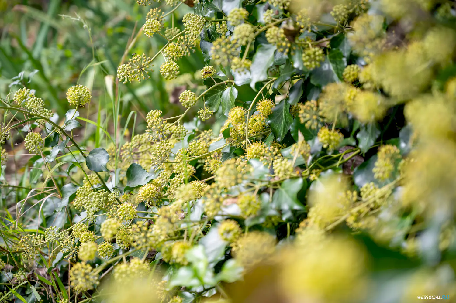 яркие краски осени