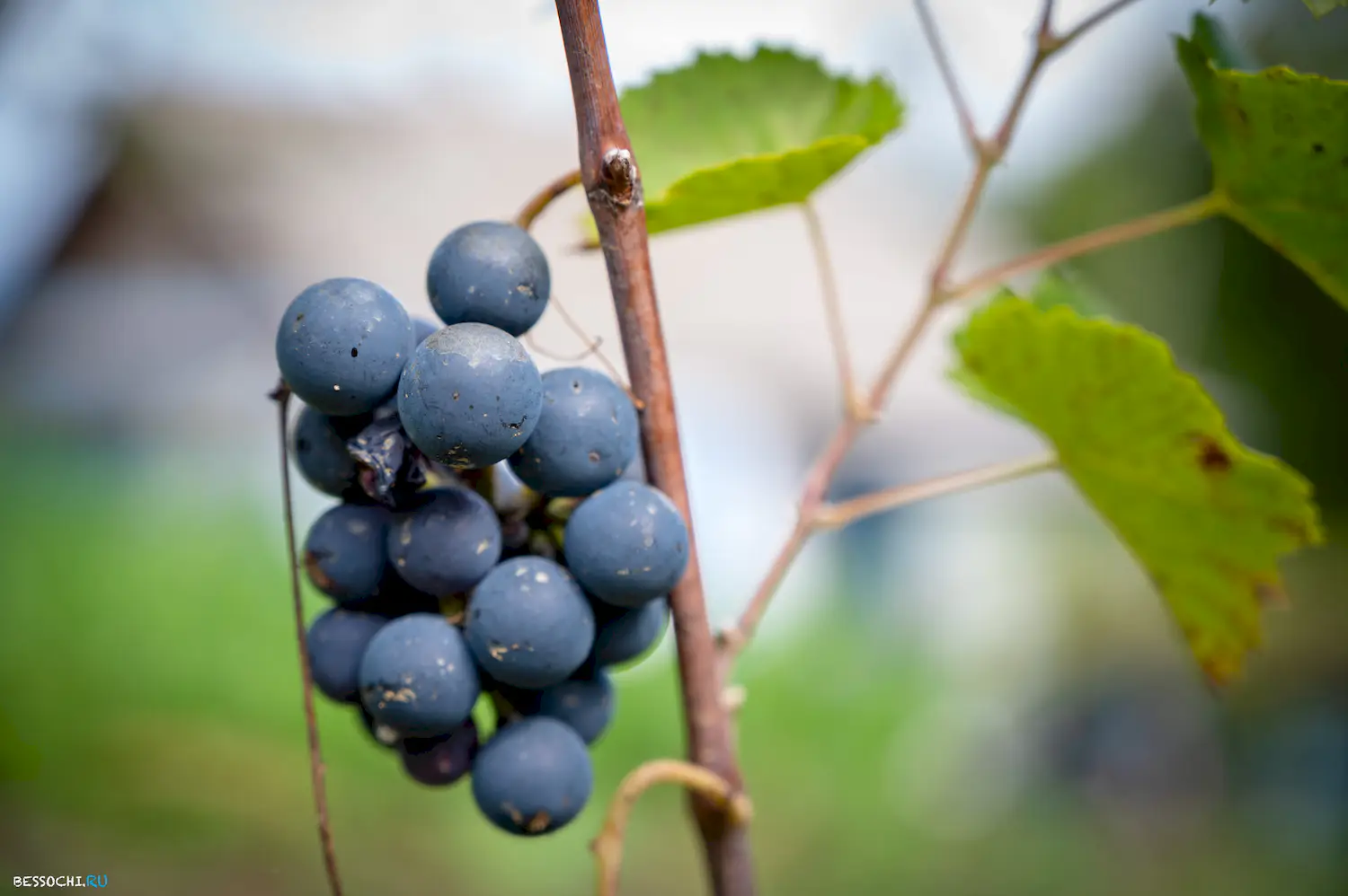 яркие краски осени