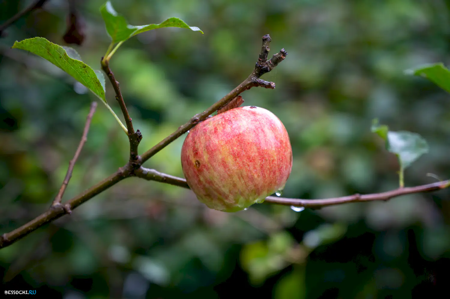 яркие краски осени