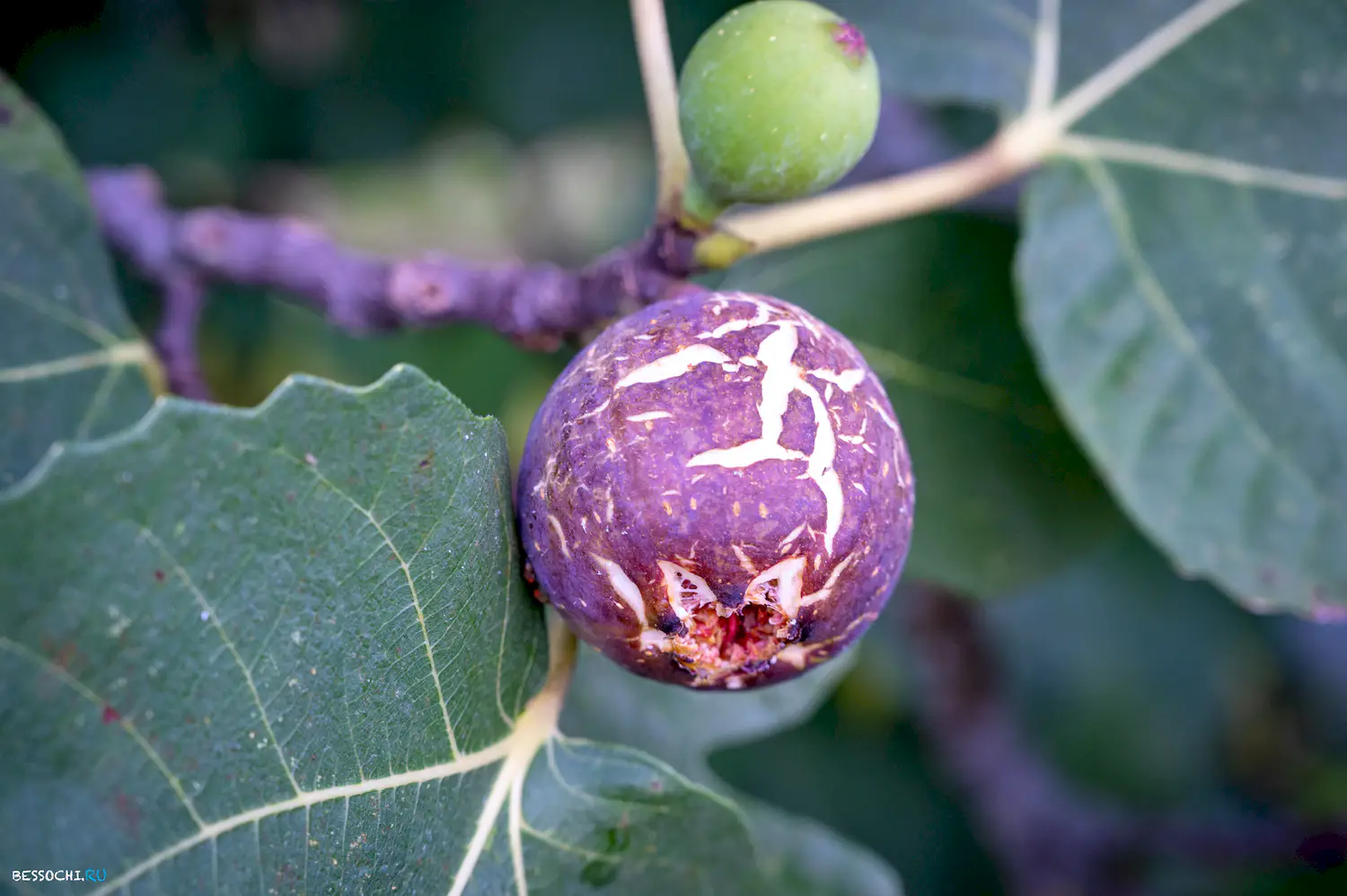 яркие краски осени