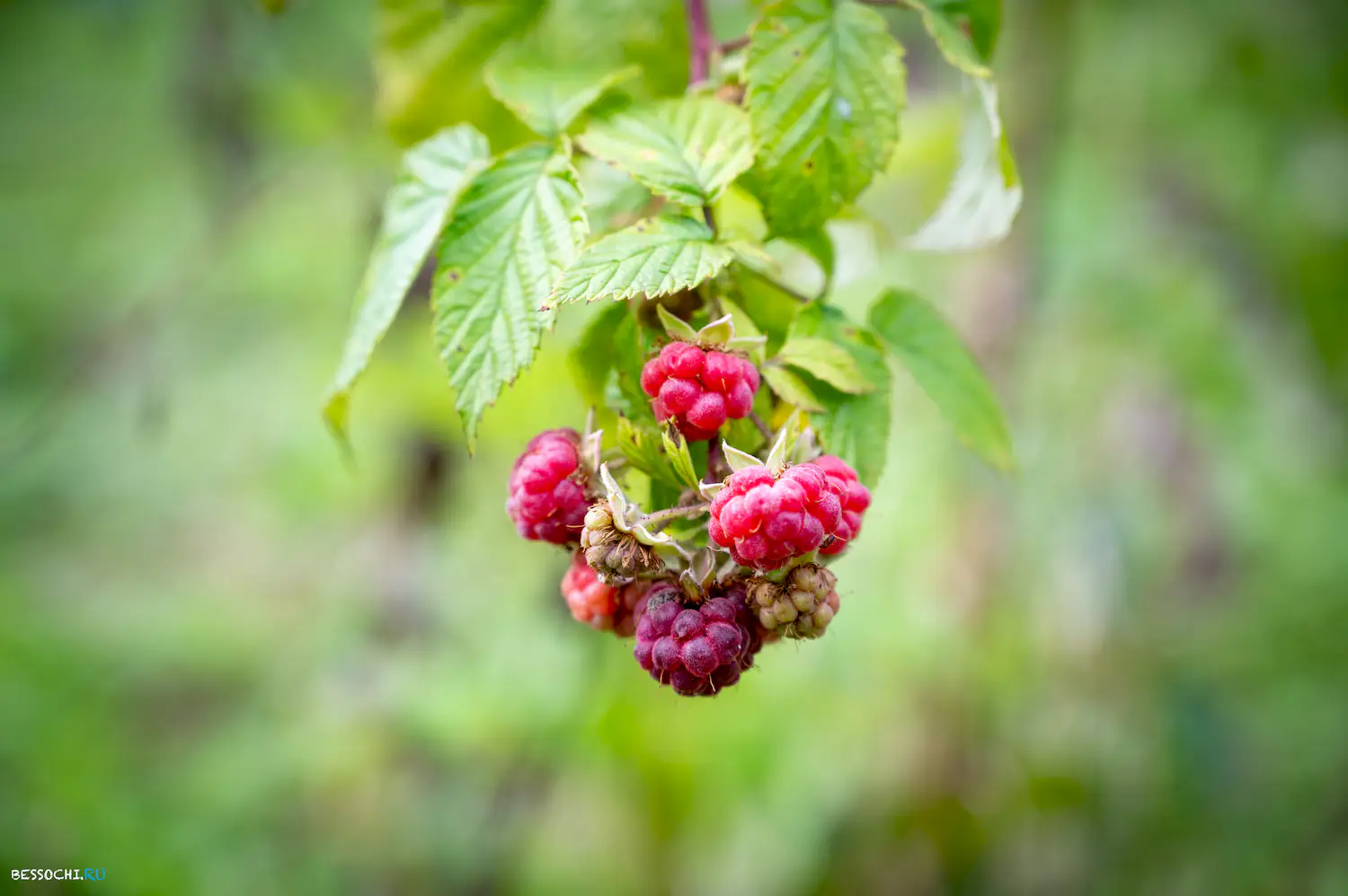 яркие краски осени