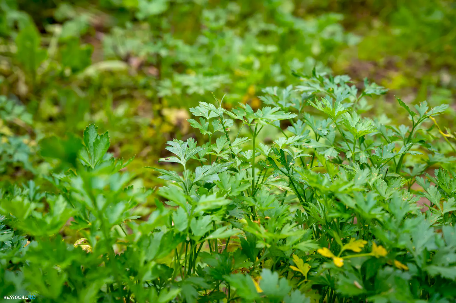 яркие краски осени