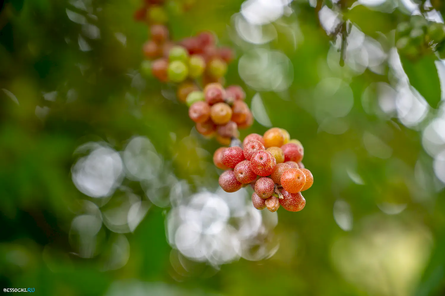 яркие краски осени