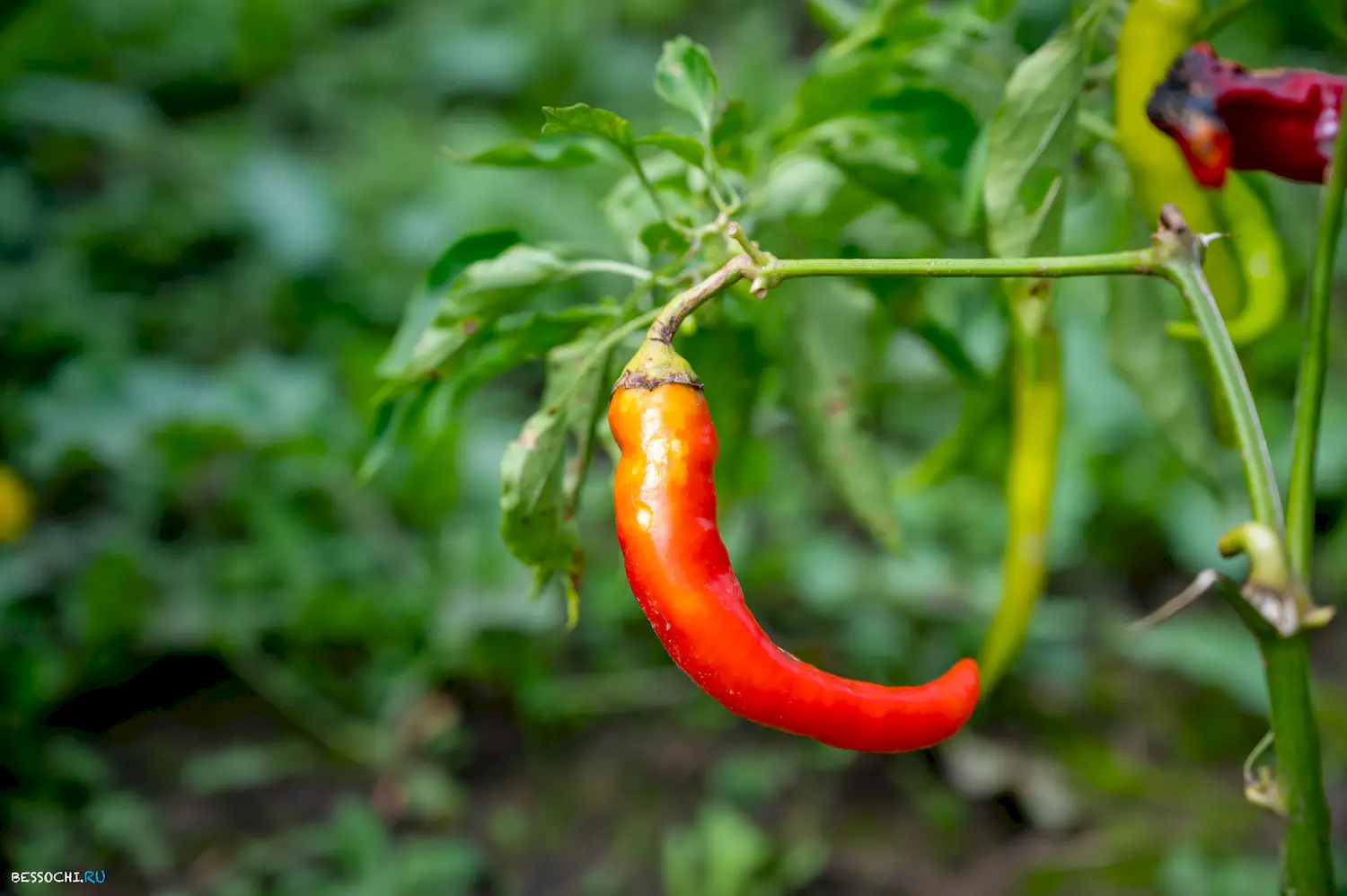 яркие краски осени